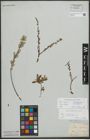 Foto von Salix repens subsp. repens L.